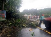 Pohon Tumbang di Gerbang Masuk Padang Panjang Hambat Lalin, BPBD Sigap Evakuasi