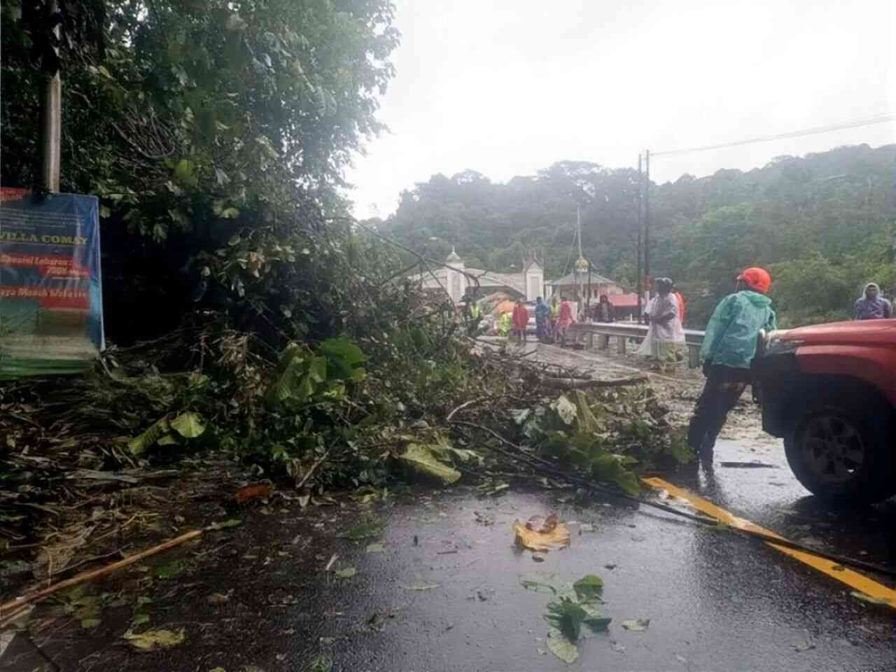 Pohon Tumbang di Gerbang Masuk Padang Panjang Hambat Lalin, BPBD Sigap Evakuasi
