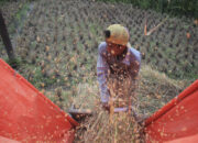 Produksi Beras Sumbar Meningkat 7.712 Ton