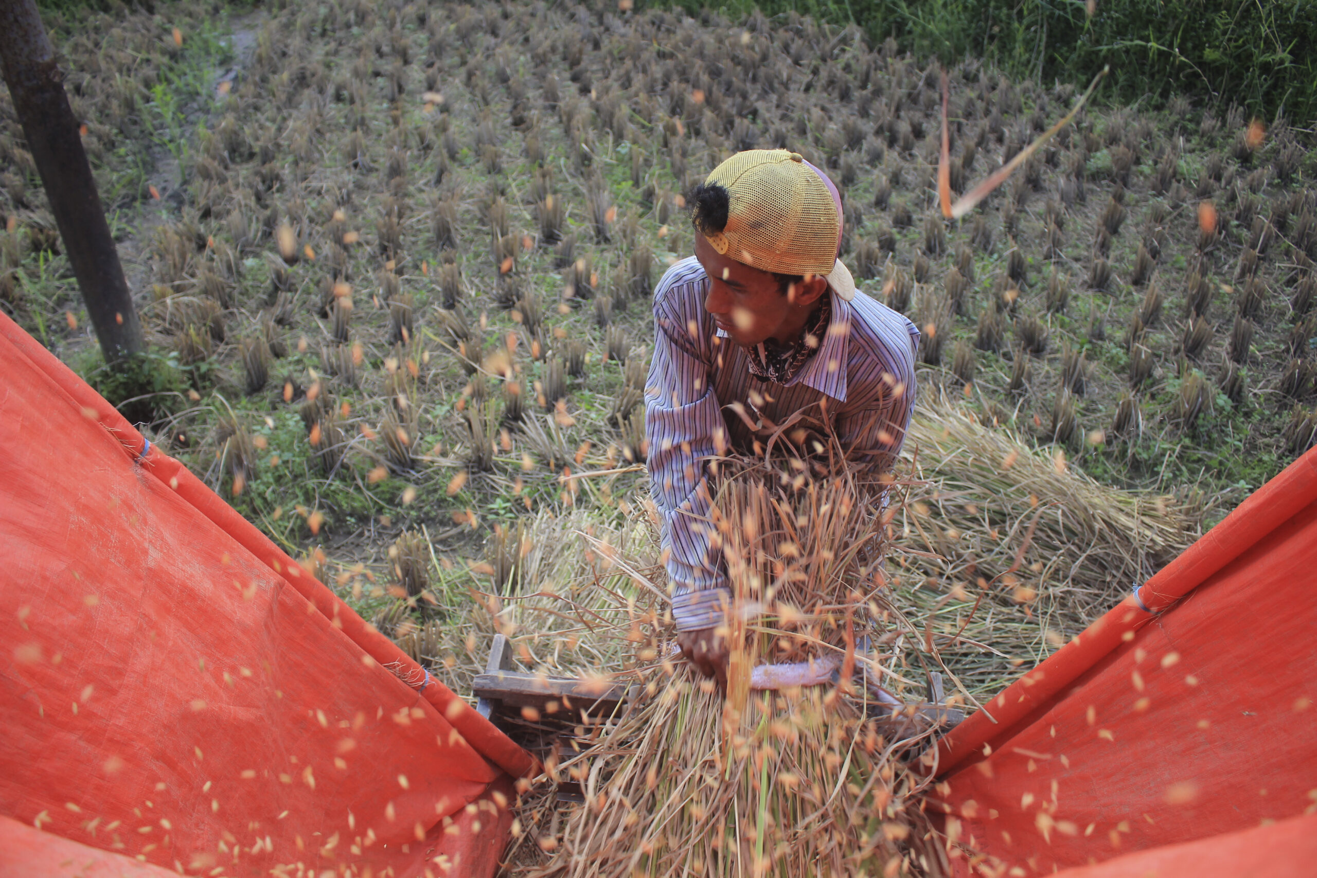 Produksi Beras Sumbar Meningkat 7.712 Ton