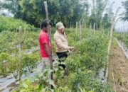 BI Pastikan Stok Bahan Pokok Aman Hingga Akhir Tahun