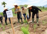 Wabup Risnaldi Resmikan Tanam Serentak MTOT di IV Jurai, Dorong Swasembada Pangan dan Modernisasi Pertanian