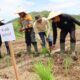 Wabup Risnaldi Resmikan Tanam Serentak MTOT di IV Jurai, Dorong Swasembada Pangan dan Modernisasi Pertanian