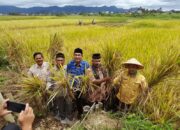 Wakil Rektor I UIN Bukittinggi, Panen Padi Organik.