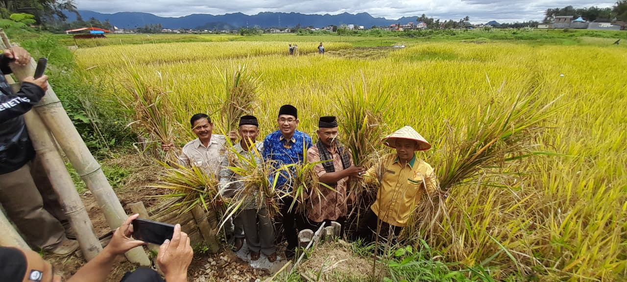 Wakil Rektor I UIN Bukittinggi, Panen Padi Organik.