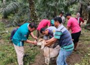 16 KUB Terima Bantuan Peternakan Senilai Rp 1,38 Miliar dari Pemkab Dharmasraya