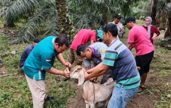 16 KUB Terima Bantuan Peternakan Senilai Rp 1,38 Miliar dari Pemkab Dharmasraya