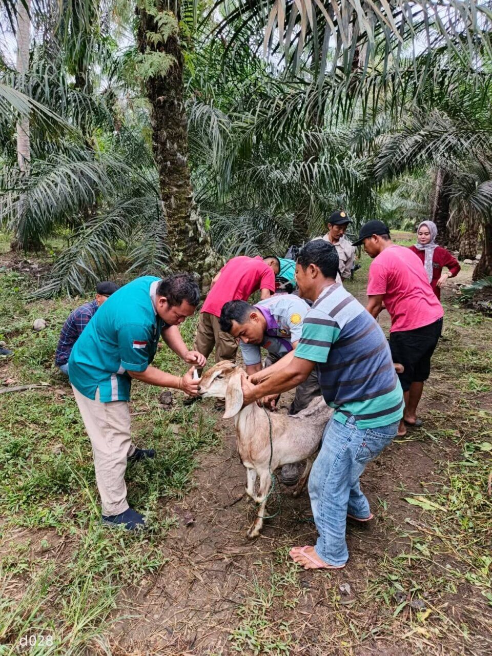 16 KUB Terima Bantuan Peternakan Senilai Rp 1,38 Miliar dari Pemkab Dharmasraya