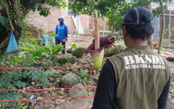 Bunga Bangkai Raksasa Mekar di Pekarangan Rumah Warga Lubuk Basung