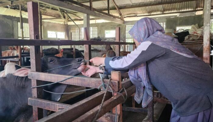 Masa Tanggap Darurat, Dinas Pertanian Sudah Obati 58 Sapi