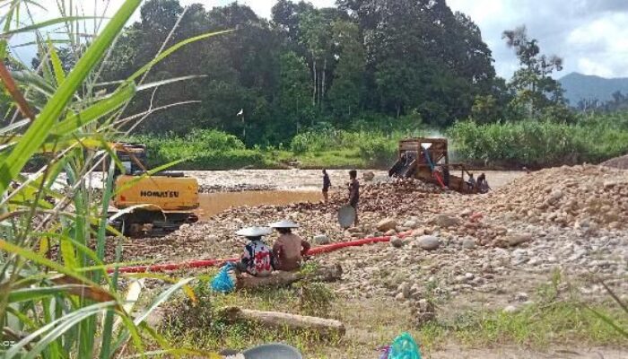 PETI Kian Menjamur di Kapur IX Saat Sumbar Masih Berduka