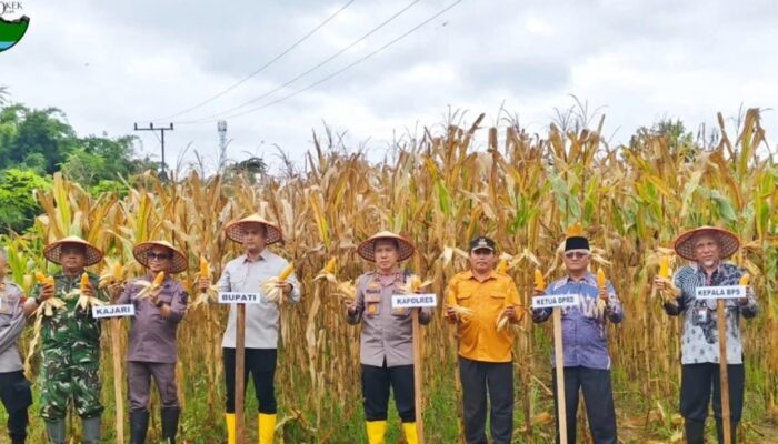 Komitmen Dukung Ketahanan Pangan, Polres Sijunjung Panen Raya Jagung