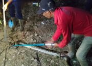 Ular Piton Mangsa Ayam Warga di Ranah Pesisir, Damkar Balai Selasa Bergerak Cepat