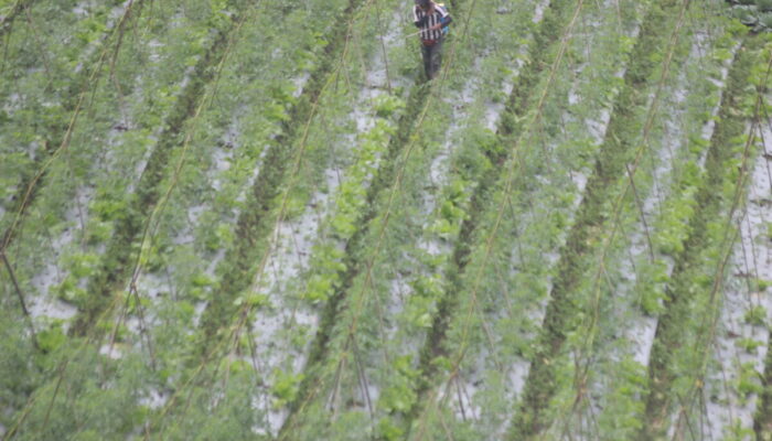 Perlambatan Ekonomi Sumbar Munculkan Kekhawatiran