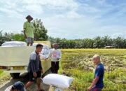 Ketahanan Pangan di Solok Terjaga, BULOG Optimalkan Serapan Gabah Petani